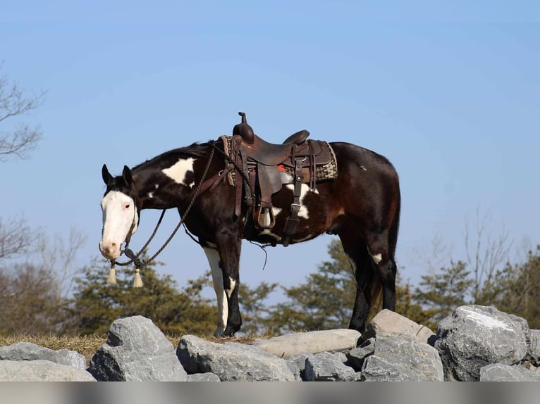 Paint Horse Hongre 12 Ans 155 cm Overo-toutes couleurs in Rebersburg, PA