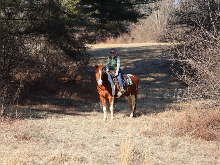 Paint Horse Hongre 12 Ans 157 cm Tobiano-toutes couleurs in Westminster, MD