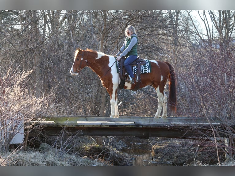 Paint Horse Hongre 12 Ans 157 cm Tobiano-toutes couleurs in Westminster, MD