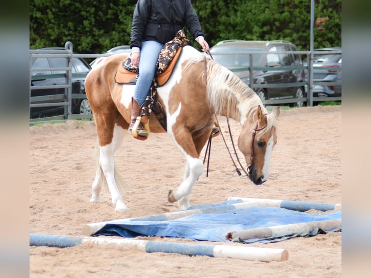 Paint Horse Hongre 12 Ans 161 cm Tobiano-toutes couleurs in Fichtelberg