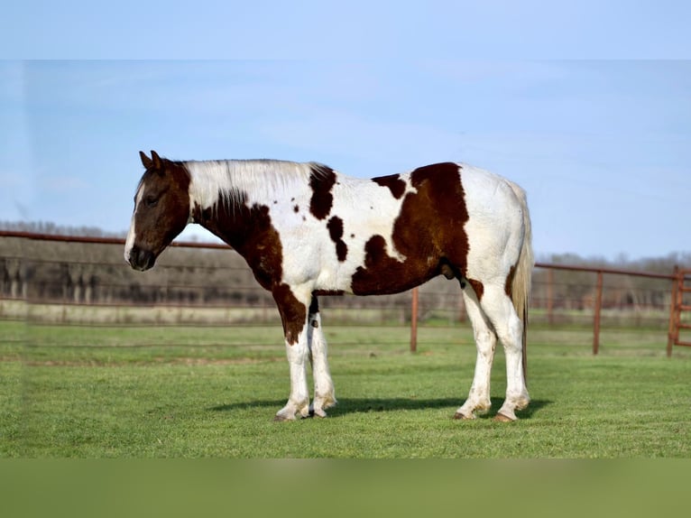 Paint Horse Hongre 13 Ans 150 cm Pinto in Kaufman