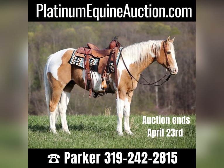 Paint Horse Hongre 13 Ans 152 cm Palomino in Brodhead KY