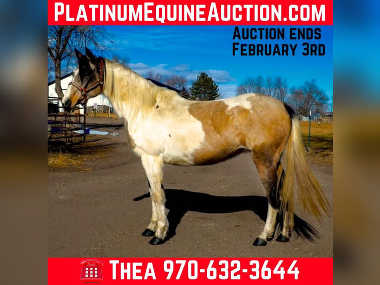 Paint Horse Hongre 13 Ans 152 cm Tobiano-toutes couleurs in Fort Collins CO