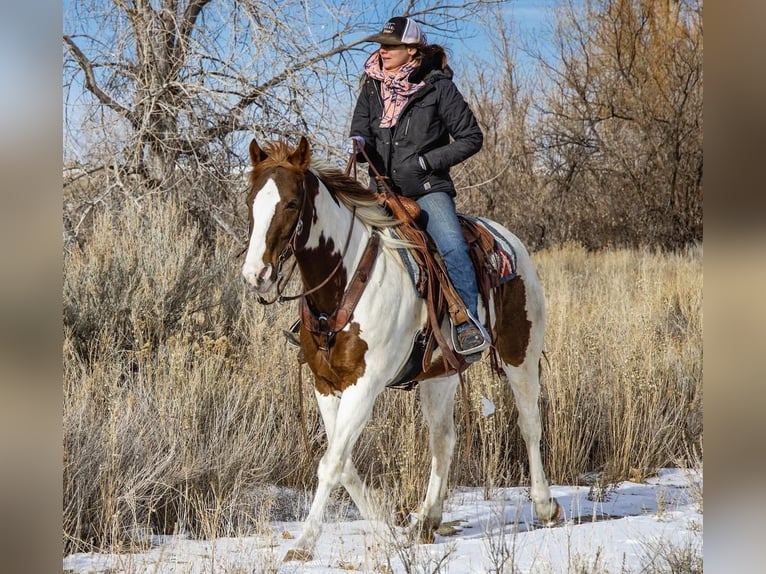 Paint Horse Hongre 13 Ans 152 cm in Powell, WY