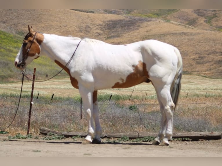 Paint Horse Hongre 13 Ans 155 cm Buckskin in Paicines CA