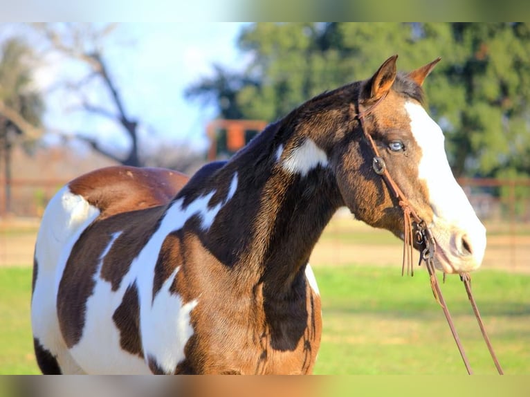 Paint Horse Hongre 13 Ans 155 cm Overo-toutes couleurs in Weatherford TX