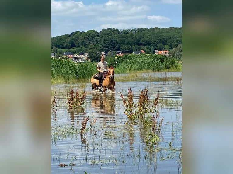 Paint Horse Hongre 13 Ans 158 cm Alezan dun in Olen