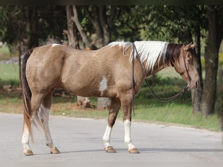 Paint Horse Hongre 13 Ans 160 cm Tobiano-toutes couleurs in Stephenville TX