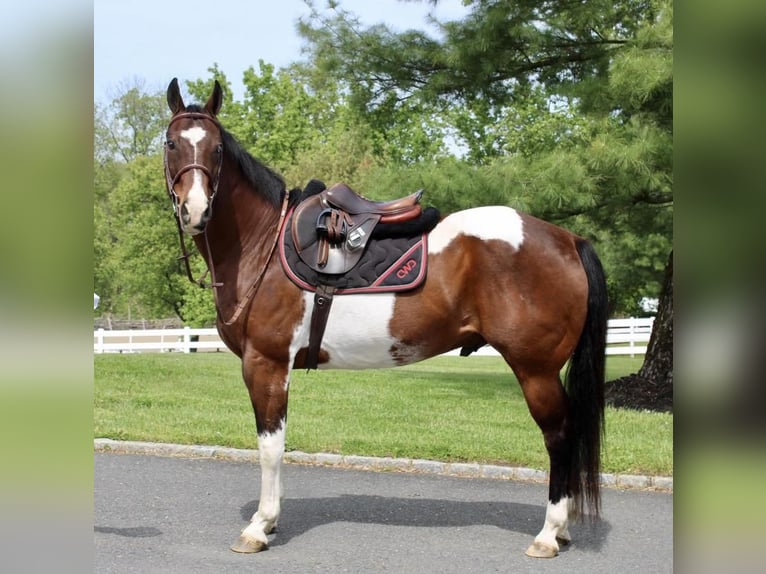 Paint Horse Hongre 13 Ans 163 cm in Allentown, NJ
