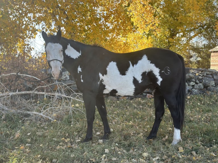 Paint Horse Hongre 13 Ans in Manchester