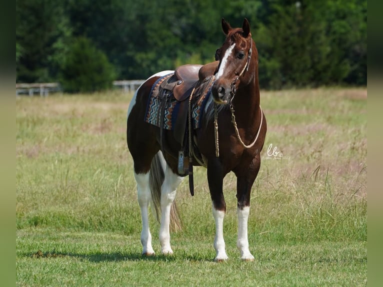 Paint Horse Hongre 14 Ans 145 cm Alezan brûlé in Terrell, TX