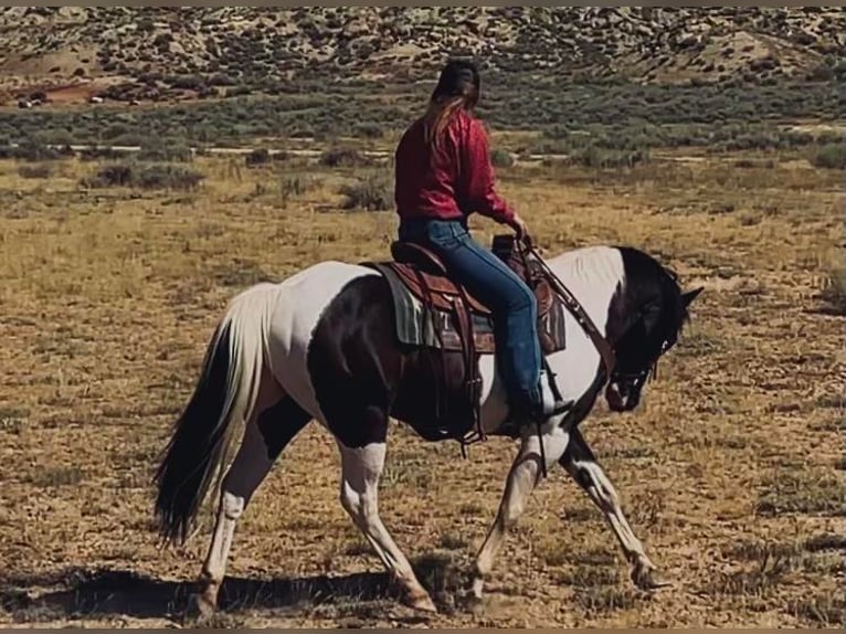 Paint Horse Hongre 14 Ans 152 cm in Powell, WY