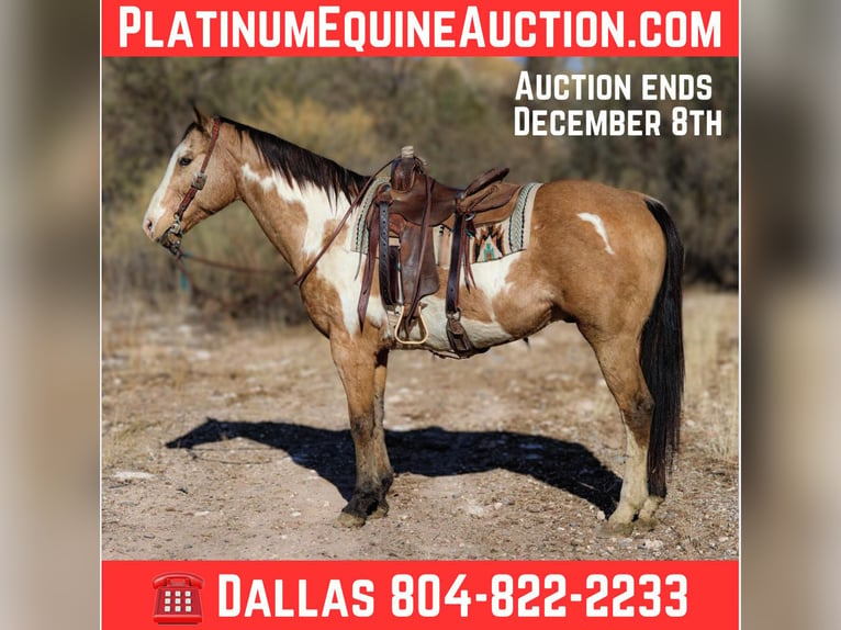 Paint Horse Hongre 14 Ans 155 cm Overo-toutes couleurs in Camp Verde AZ