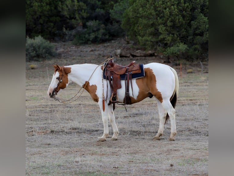 Paint Horse Hongre 14 Ans 160 cm Tovero-toutes couleurs in Camp Verde