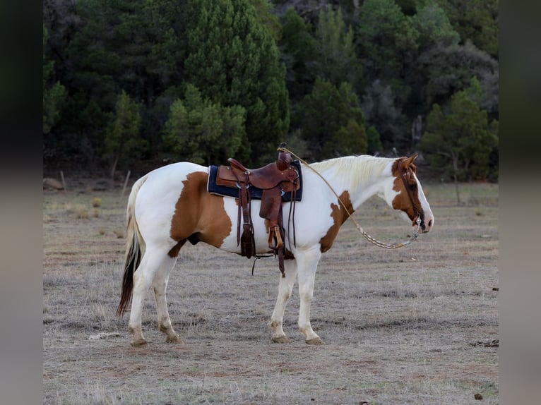 Paint Horse Hongre 14 Ans 160 cm Tovero-toutes couleurs in Camp Verde