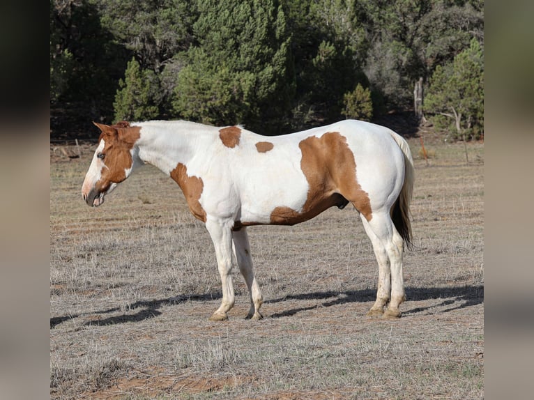 Paint Horse Hongre 14 Ans 160 cm Tovero-toutes couleurs in Camp Verde