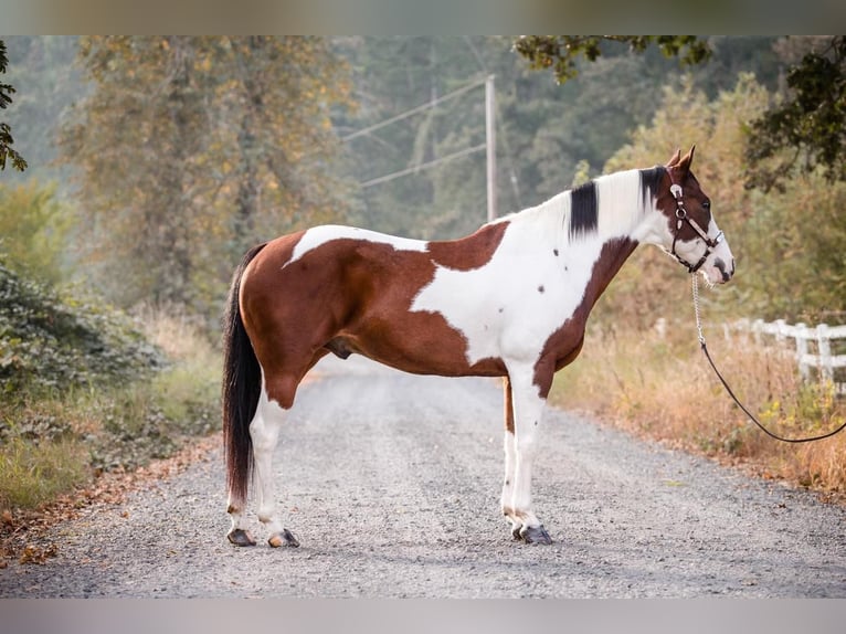 Paint Horse Croisé Hongre 14 Ans in Selah, WA