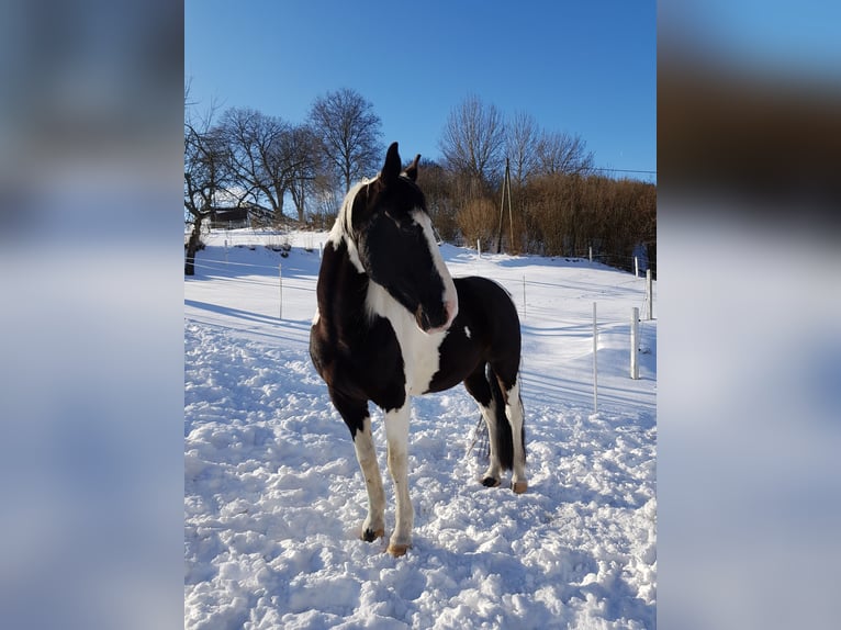 Paint Horse Hongre 15 Ans 159 cm Pinto in Bad Berleburg