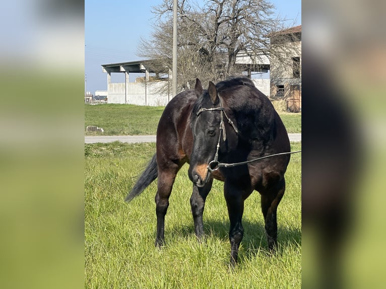 Paint Horse Hongre 15 Ans 160 cm Bai brun in Boccaleone