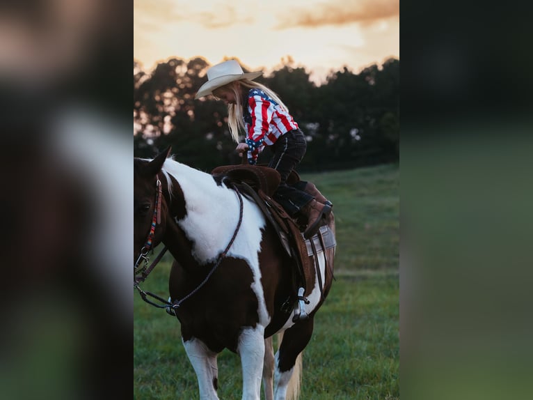 Paint Horse Hongre 15 Ans 160 cm Pinto in Horton