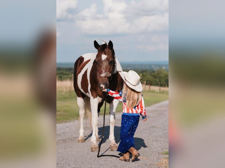 Paint Horse Hongre 15 Ans 160 cm Pinto in Horton