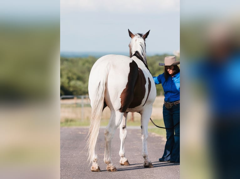 Paint Horse Hongre 15 Ans 160 cm Pinto in Horton