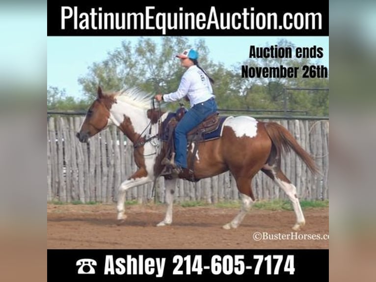 Paint Horse Hongre 15 Ans Alezan cuivré in Weatherford, TX