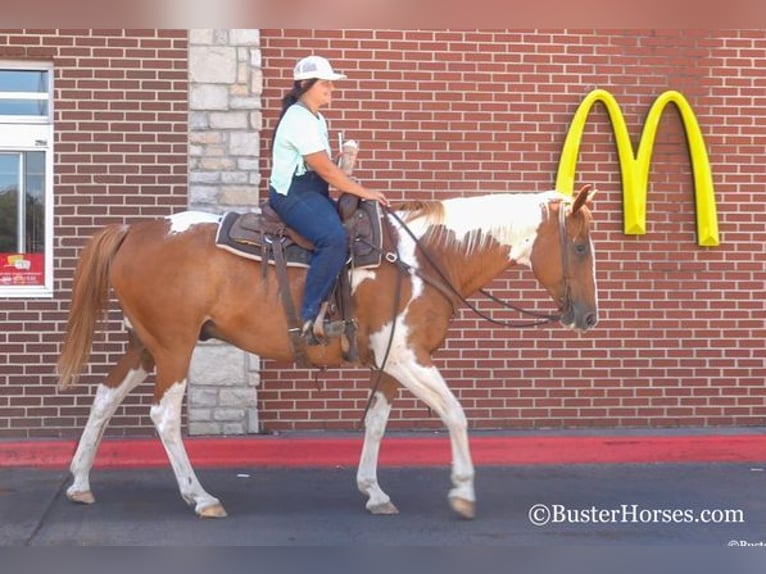 Paint Horse Hongre 15 Ans Alezan cuivré in Weatherford, TX