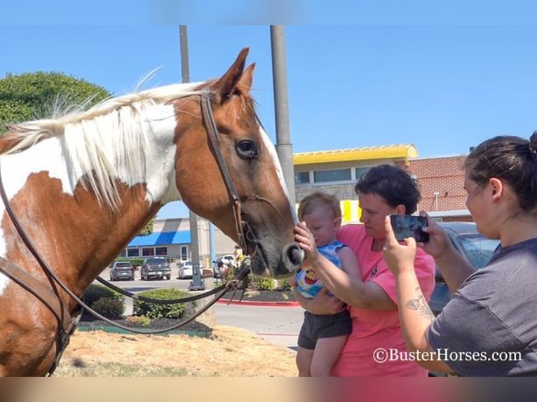 Paint Horse Hongre 15 Ans Alezan cuivré in Weatherford, TX