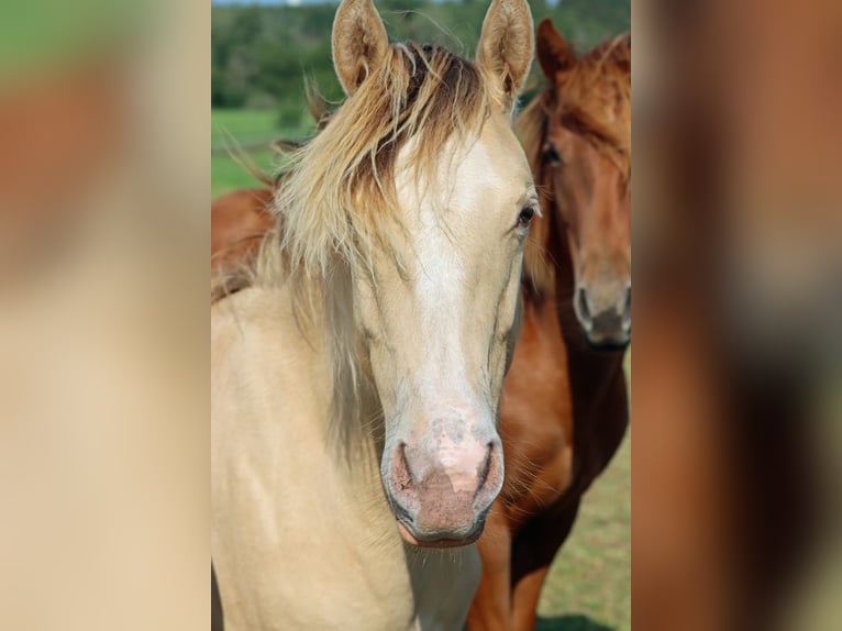 Paint Horse Hongre 1 Année 150 cm Champagne in Hellenthal