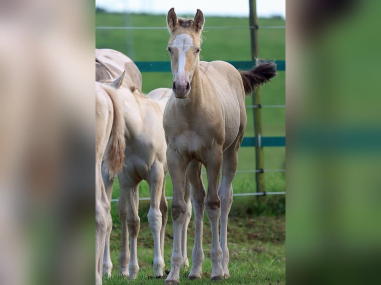 Paint Horse Hongre 1 Année 150 cm Champagne in Hellenthal