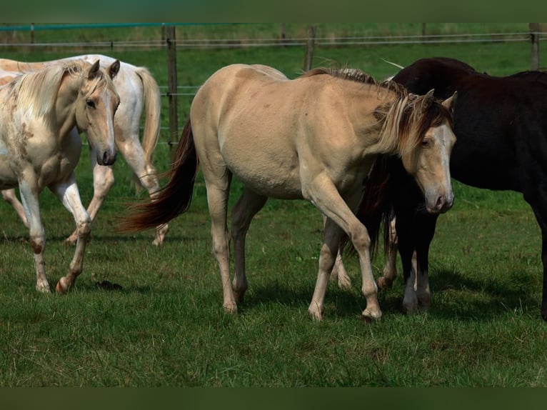 Paint Horse Hongre 1 Année 150 cm Champagne in Hellenthal