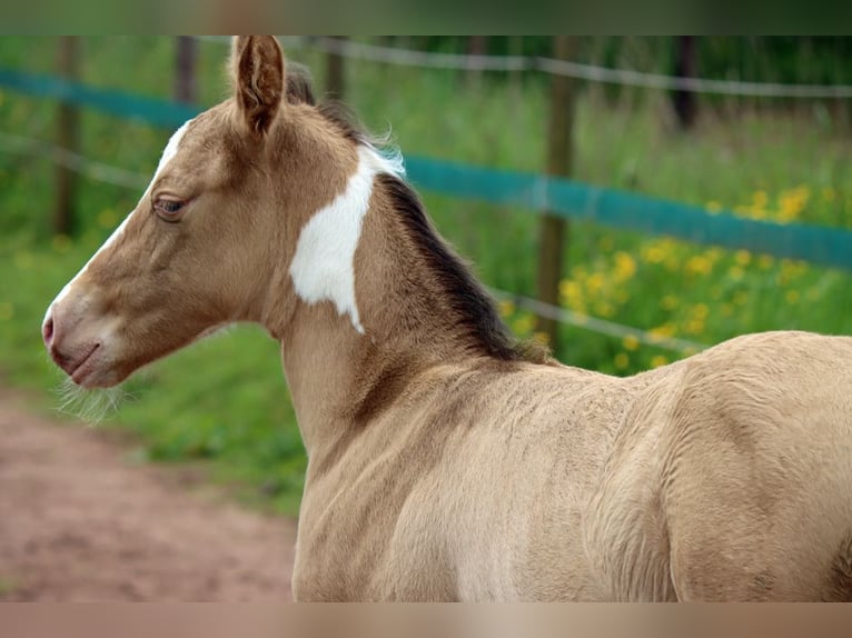 Paint Horse Hongre 1 Année 150 cm Champagne in Hellenthal