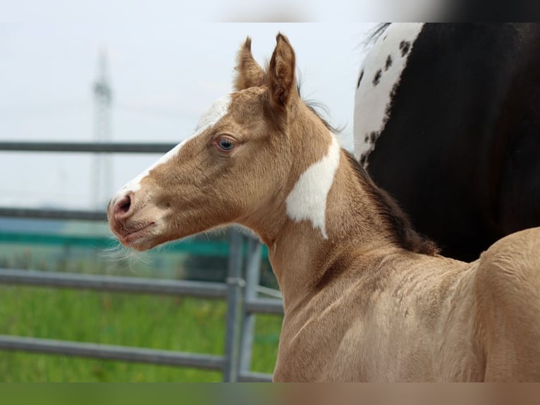 Paint Horse Hongre 1 Année 150 cm Champagne in Hellenthal