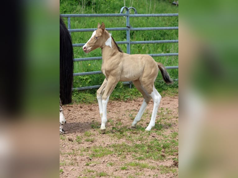 Paint Horse Hongre 1 Année 150 cm Champagne in Hellenthal