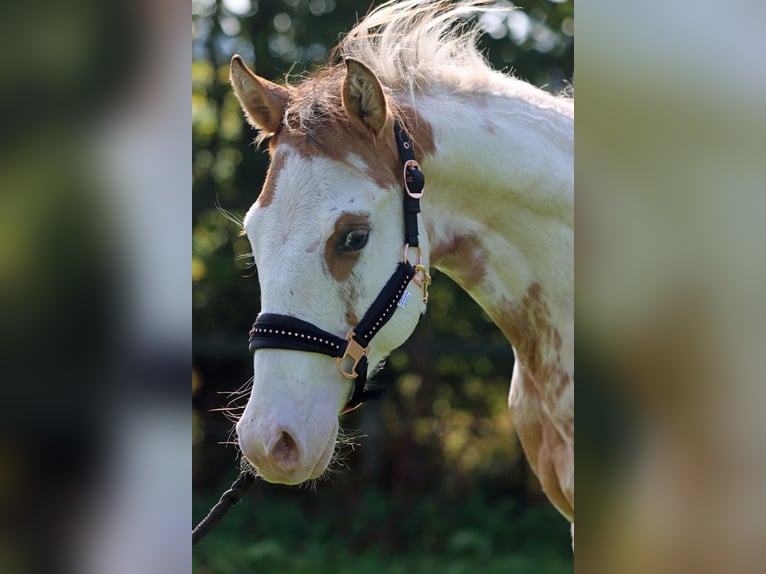 Paint Horse Hongre 1 Année 150 cm Overo-toutes couleurs in Hellenthal