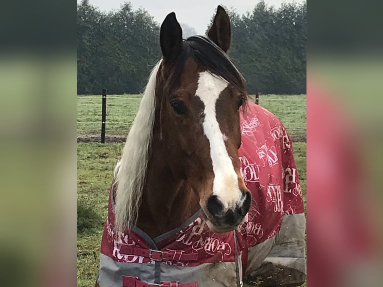 Paint Horse Hongre 27 Ans 150 cm Tobiano-toutes couleurs in Echt