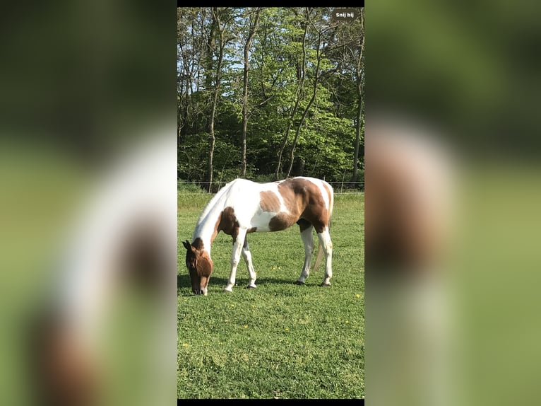 Paint Horse Hongre 27 Ans 150 cm Tobiano-toutes couleurs in Echt