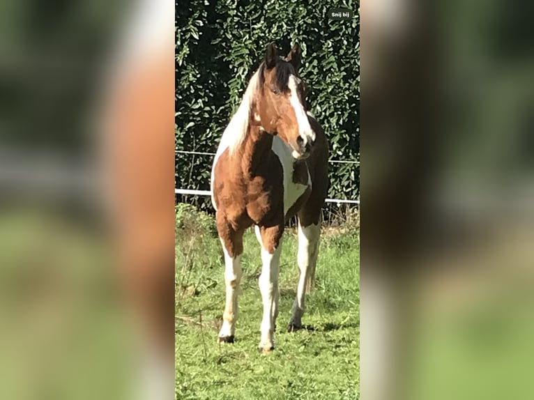 Paint Horse Hongre 27 Ans 150 cm Tobiano-toutes couleurs in Echt