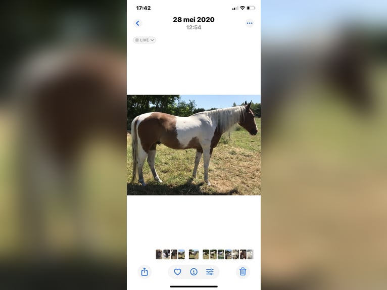 Paint Horse Hongre 27 Ans 150 cm Tobiano-toutes couleurs in Echt