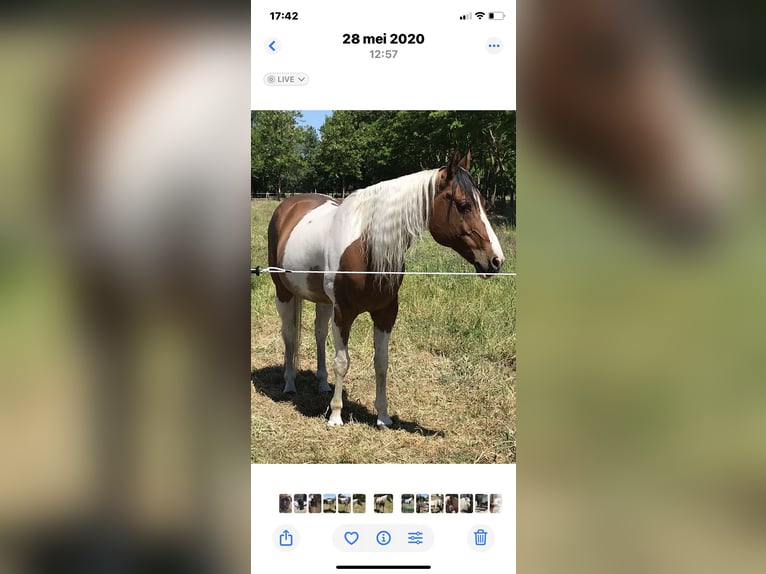 Paint Horse Hongre 27 Ans 150 cm Tobiano-toutes couleurs in Echt