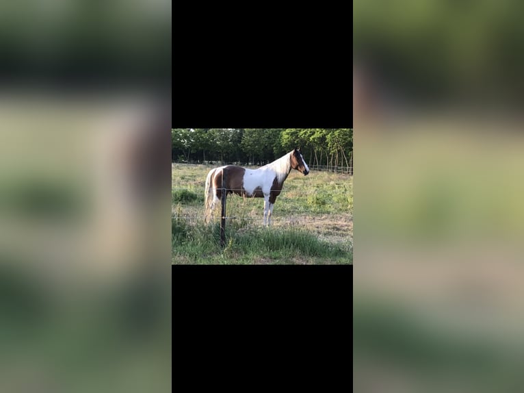 Paint Horse Hongre 27 Ans 150 cm Tobiano-toutes couleurs in Echt