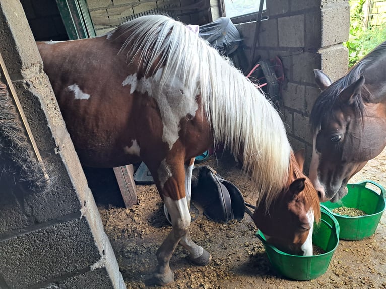 Paint Horse Hongre 2 Ans 150 cm Overo-toutes couleurs in Dessel