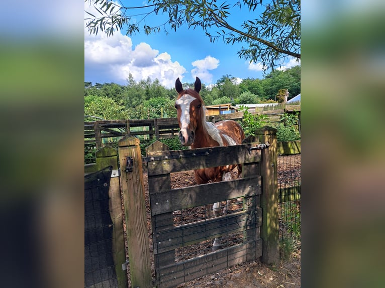 Paint Horse Hongre 2 Ans 150 cm Overo-toutes couleurs in Dessel