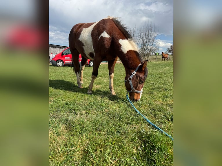 Paint Horse Hongre 2 Ans 150 cm Tobiano-toutes couleurs in Straubenhardt