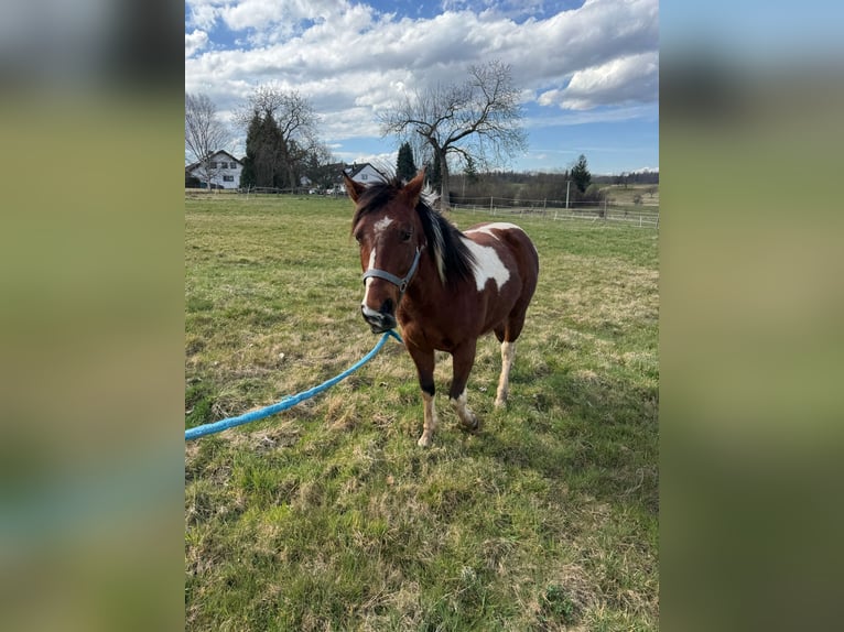Paint Horse Hongre 2 Ans 150 cm Tobiano-toutes couleurs in Straubenhardt