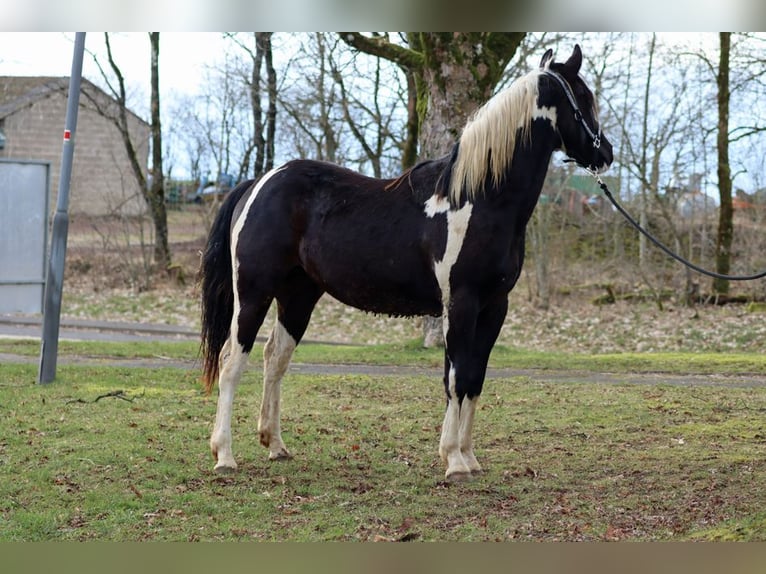 Paint Horse Hongre 2 Ans 153 cm Tobiano-toutes couleurs in Hellenthal