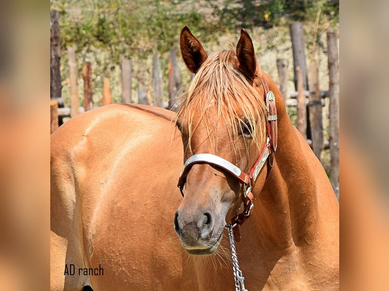 Paint Horse Hongre 2 Ans 155 cm Alezan dun in Castelletto Uzzone