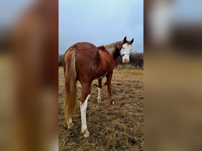 Paint Horse Hongre 2 Ans 155 cm Overo-toutes couleurs in Presov