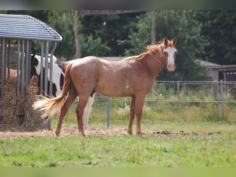 Paint Horse Hongre 2 Ans Rouan Rouge in MarlowMarlow